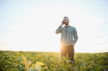 Agronomist sahada büyüyen soya fasulyesi bitkileri teftiş.