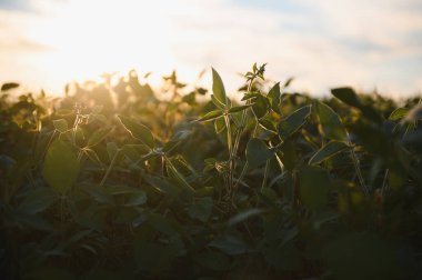 Gün batımında açık soya fasulyesi tarlası.