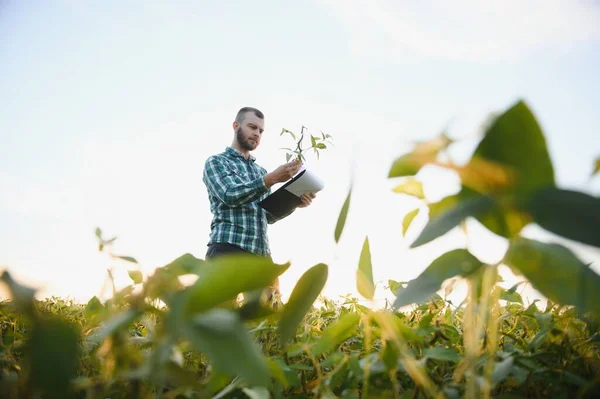 Agronomist Tarlada Yetişen Soya Fasulyesi Ekinlerini Inceliyor Tarım Üretim Konsepti — Stok fotoğraf