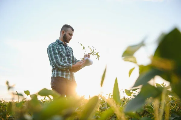 Фермер Агроном Осматривает Зеленые Соевые Бобы Растущие Поле Сельское Хозяйство — стоковое фото