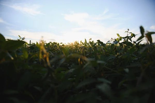 Open Soybean Field Sunset Soybean Field — Stock Photo, Image