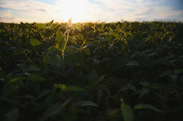 Open Soybean Field Sunset Soybean Field — Stock Photo, Image