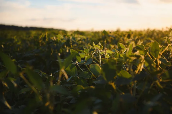 Fechar Planta Soja Campo Agrícola Cultivado Agricultura Proteção Culturas — Fotografia de Stock