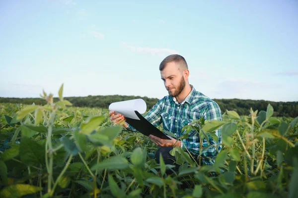 Campesino Controla Desarrollo Plantas Soja Agrónomo Revisando Cultivos Soja Campo — Foto de Stock