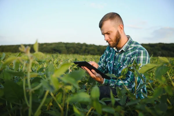 Agronomist inspects soybean crop in agricultural field - Agro concept - farmer in soybean plantation on farm.