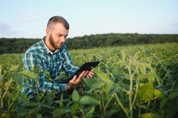 若い農学者は 大豆畑にタブレットタッチパッドコンピュータを持ち 収穫前に作物を調べます 農業ビジネスの概念 夏にタブレットを持った大豆畑に立つ農業技術者は — ストック写真