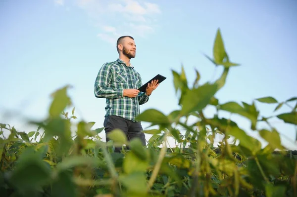 Young agronomist holds tablet touch pad computer in the soy field and examining crops before harvesting. Agribusiness concept. agricultural engineer standing in a soy field with a tablet in summer