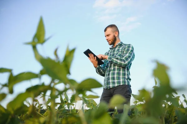 Ein Landwirt Inspiziert Grüne Sojabohnen Die Auf Einem Feld Wachsen — Stockfoto
