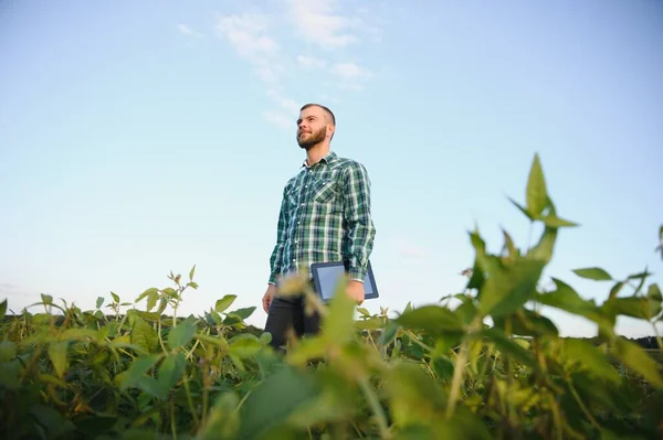 Young agronomist holds tablet touch pad computer in the soy field and examining crops before harvesting. Agribusiness concept. agricultural engineer standing in a soy field with a tablet in summer