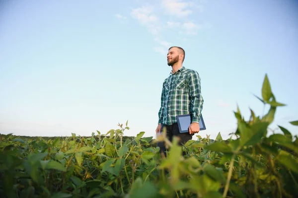 Young agronomist holds tablet touch pad computer in the soy field and examining crops before harvesting. Agribusiness concept. agricultural engineer standing in a soy field with a tablet in summer