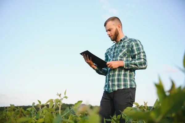 Mladý Agronomista Drží Sójovém Poli Dotykový Počítač Tabletu Před Sklizní — Stock fotografie