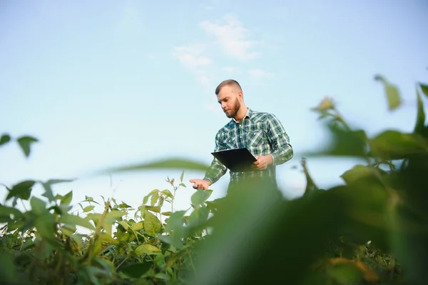 Bir Çiftçi Tarlada Yetişen Yeşil Soya Fasulyelerini Inceliyor Tarım — Stok fotoğraf