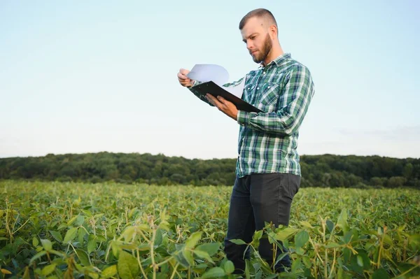 Agronomist Sahada Büyüyen Soya Fasulyesi Bitkileri Teftiş — Stok fotoğraf