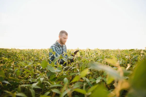 Egy Mezőgazdasági Termelő Egy Mezőn Termesztett Zöld Szójababot Vizsgál Mezőgazdaság — Stock Fotó