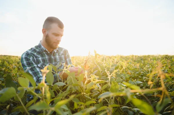 Ένας Αγρότης Γεωπόνος Επιθεωρεί Την Πράσινη Σόγια Που Καλλιεργείται Ένα — Φωτογραφία Αρχείου