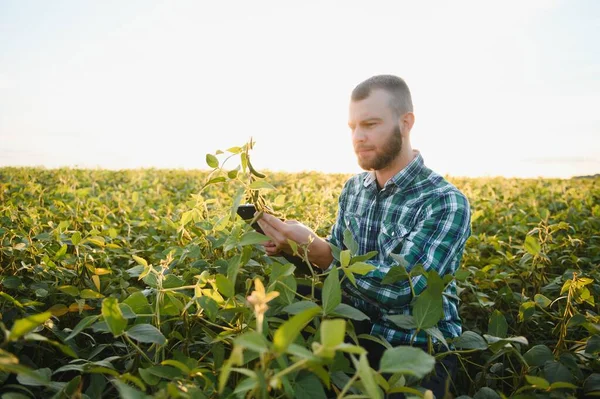 Agronomist Sahada Büyüyen Soya Fasulyesi Bitkileri Teftiş — Stok fotoğraf