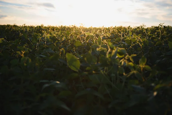Open Soybean Field Sunset Soybean Field — Stock Photo, Image