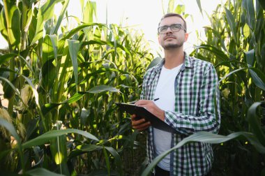 Mısır tarlasında genç ve yakışıklı tarım uzmanı hasat etmeden önce ekinleri inceliyor. Tarım sektörü konsepti. Mısır tarlasında duran tarım mühendisi