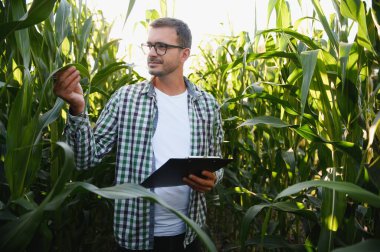 Çiftçi tarlasında mısır teftişi yapıyor..