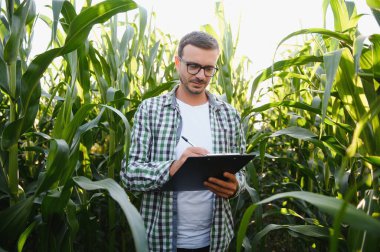 A young agronomist examines corn on agricultural land. Farmer in a corn field on a sunny day.