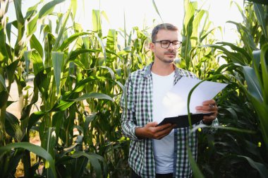 Mısır tarlasında genç ve yakışıklı tarım uzmanı hasat etmeden önce ekinleri inceliyor. Tarım sektörü konsepti. Mısır tarlasında duran tarım mühendisi