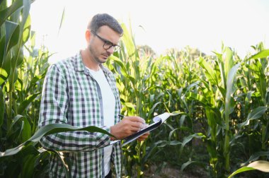 A young agronomist examines corn on agricultural land. Farmer in a corn field on a sunny day.