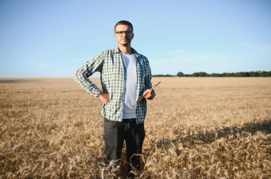 Çiftçi büyüyen buğday tarlasında duruyor. Ekinleri ektikten sonra inceliyor.