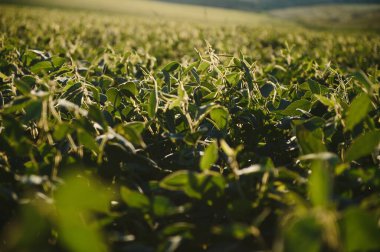 Sabah erken saatlerde soya tarlası. Soya tarım
