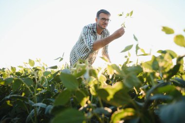 Young agronomist in the soy field and examining crops before harvesting. Agribusiness concept. agricultural engineer standing in a soy field