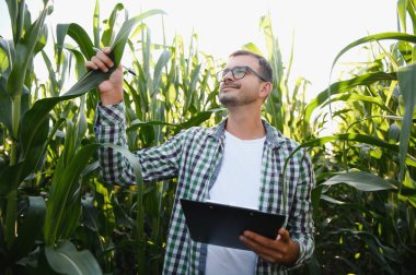 Mısır tarlasında genç ve yakışıklı tarım uzmanı hasat etmeden önce ekinleri inceliyor. Tarım sektörü konsepti. Mısır tarlasında duran tarım mühendisi