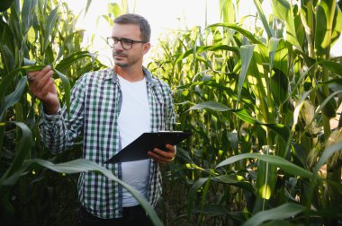 A young agronomist examines corn on agricultural land. Farmer in a corn field on a sunny day.