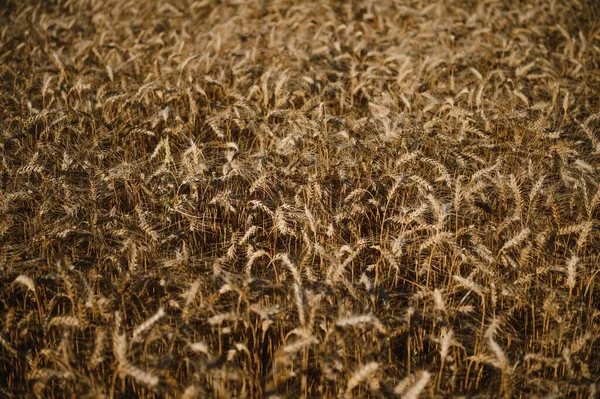 아름다운 곡물식 가까이 — 스톡 사진