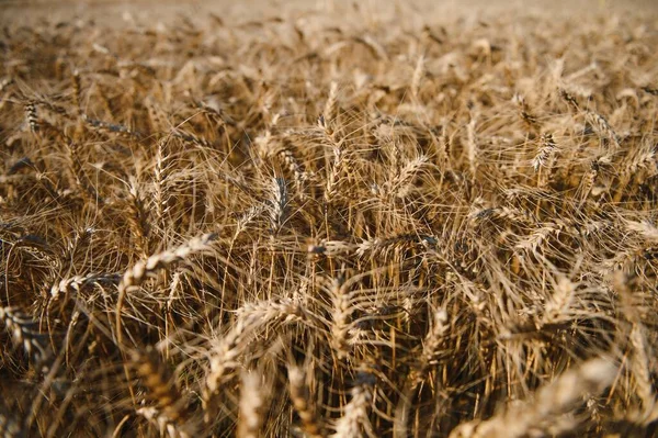 Tarweveld Oren Van Gouden Tarwe Prachtig Zonsondergang Landschap Achtergrond Van — Stockfoto