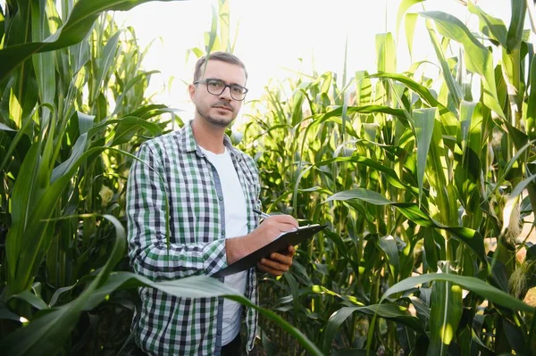 Yong Jóképű Agronómus Kukoricamezőn Termés Vizsgálata Betakarítás Előtt Agribusiness Koncepció — Stock Fotó
