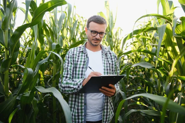 Young Agronomist Examines Corn Agricultural Land Farmer Corn Field Sunny — Stock Fotó