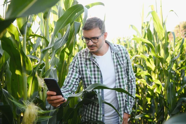 A young agronomist examines corn on agricultural land. Farmer in a corn field on a sunny day.