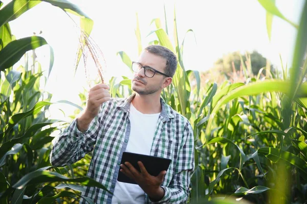 Farmář Kontroluje Kukuřici Svém Poli — Stock fotografie