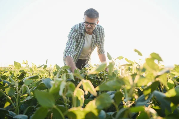 大豆畑の作物を調査する農業学者や農家 — ストック写真
