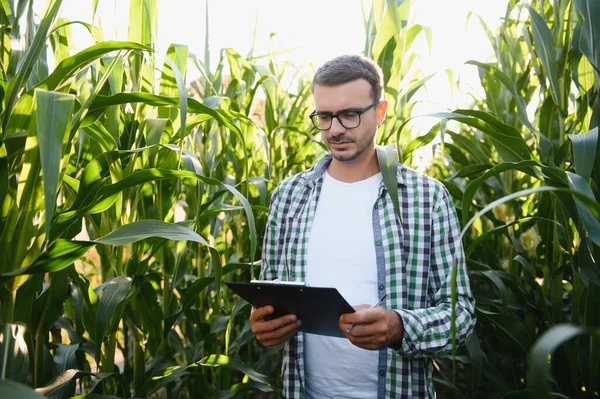 Landwirt Inspiziert Mais Auf Seinem Feld — Stockfoto