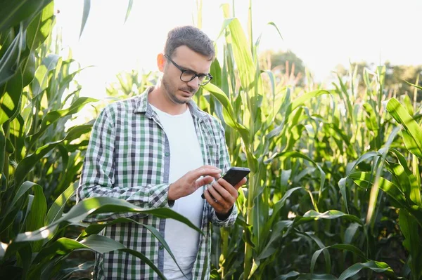 A young agronomist examines corn on agricultural land. Farmer in a corn field on a sunny day.