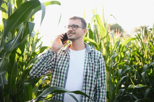 Farmer Inspecting Corn His Field — Stock Photo, Image