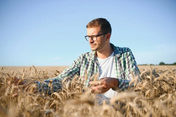 Farmer Inspecting Wheat Field — Fotografia de Stock