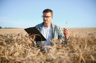 A farmer inspecting wheat in a field