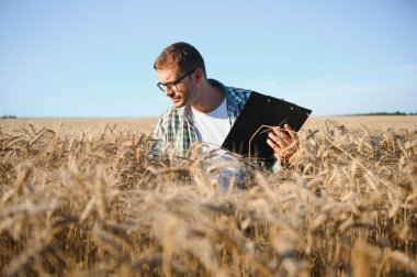 Çiftçi büyüyen buğday tarlasında duruyor. Ekinleri ektikten sonra inceliyor.