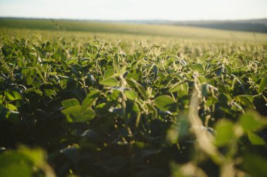 Dramatic landscape at sunset. Soybean lit by sunrays. Selective focus on detail
