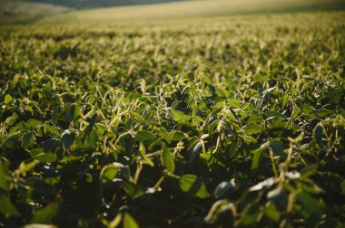 Dramatic landscape at sunset. Soybean lit by sunrays. Selective focus on detail