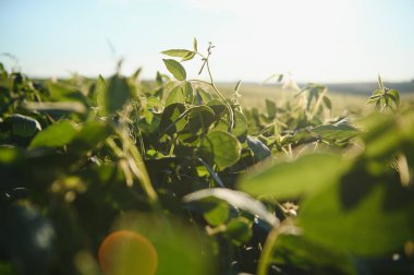 Dramatic landscape at sunset. Soybean lit by sunrays. Selective focus on detail