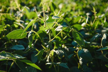Soya alan ve soya bitkileri erken sabah ışık. Soya tarım.