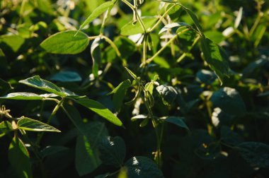 Sabah erken saatlerde soya tarlası. Soya tarım