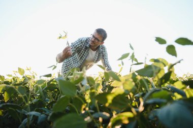 Tarımcı ya da çiftçi soya fasulyesi tarlasını inceliyor.